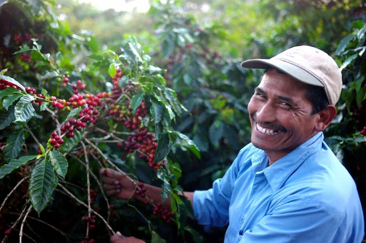 Кофе из Гватемалы фермеры